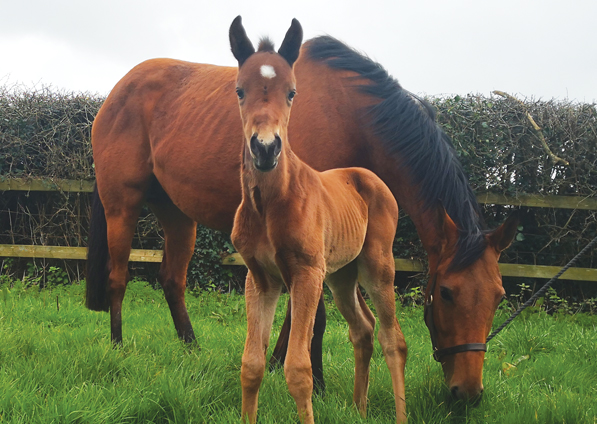  - Oasis Dream ex Zest filly - 12 March 2019