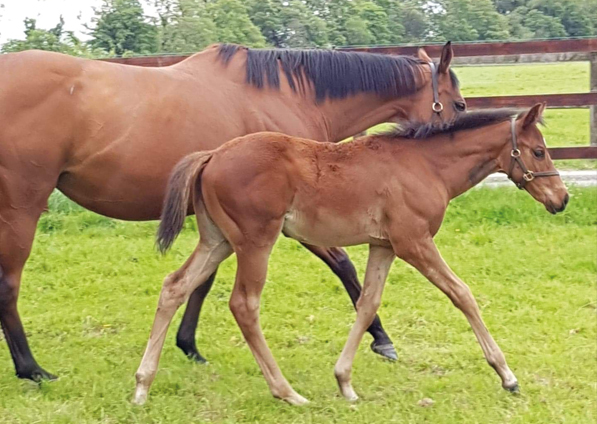  - Oasis Dream ex Zest filly - 23 May 2019