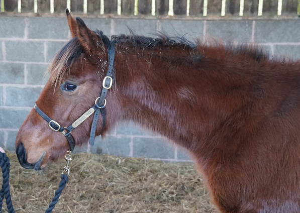  - Oasis Dream ex Zest filly - 18 January 2020