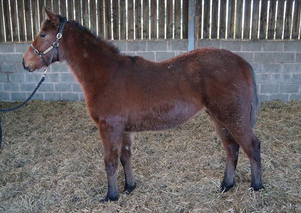  - Oasis Dream ex Zest filly - 18 January 2020