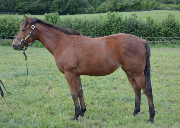  - Oasis Dream ex Zest filly - 5 June 2020