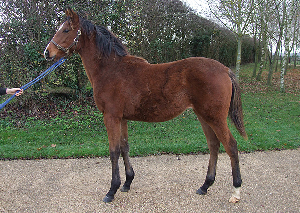  - Halling ex China Tea filly - November 2011