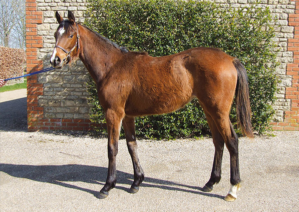  - Halling ex China Tea filly - March 2012