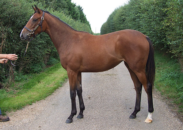  - Halling ex China Tea filly - August 2012