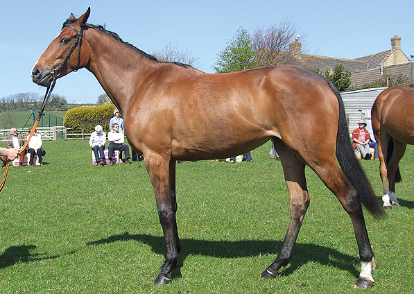  - Clemency at a Ryan Bliss stable visit - May 2013 - 1