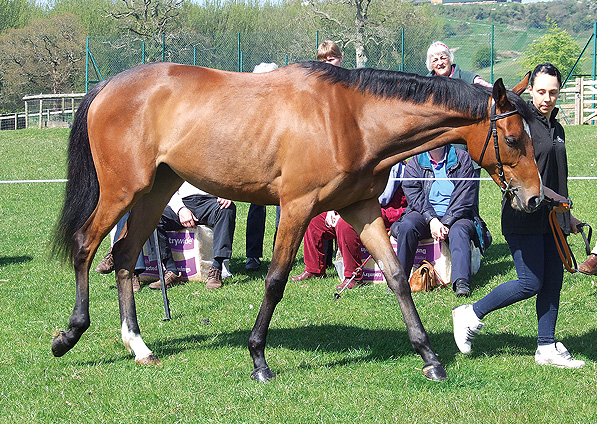  - Clemency at a Ryan Bliss stable visit - May 2013 - 2