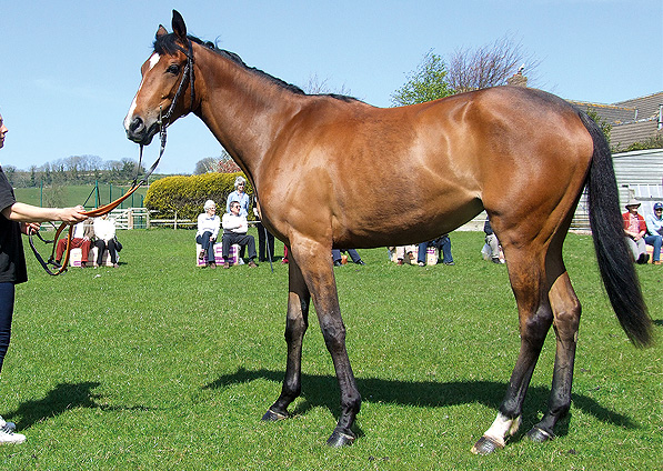  - Clemency at a Ryan Bliss stable visit - May 2013 - 3