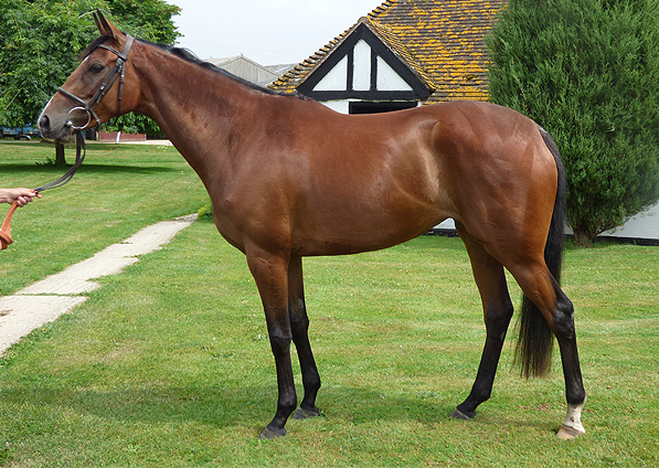  - Clemency at Seven Barrows Stables - July 2014 - 1