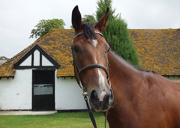  - Clemency at Seven Barrows Stables - July 2014 - 2