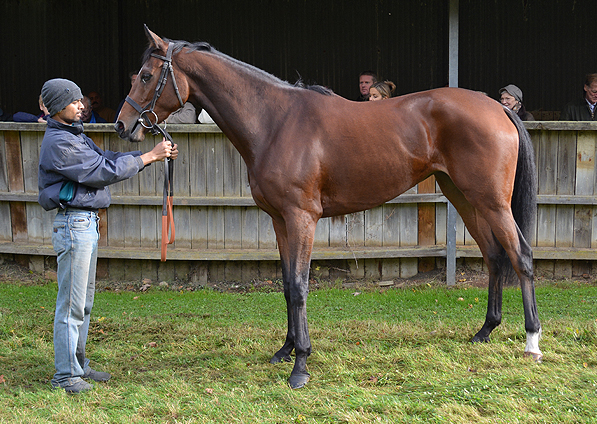  - Clemency at Seven Barrows Stables - November 2014