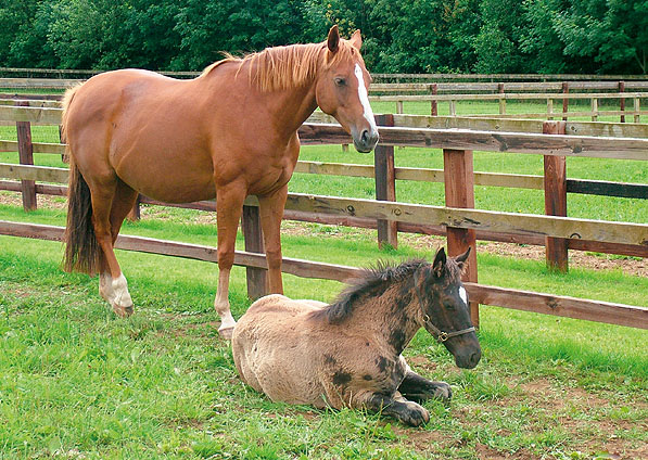  - Generous Diana and her 2007 Dansili colt foal - July 2007