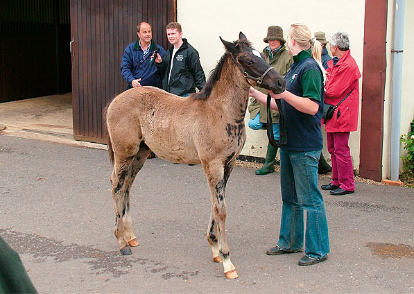  - Dansili ex Generous Diana colt foal - July 2007