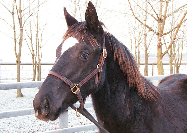  - Dansili ex Generous Diana colt foal - December 2007 - 1