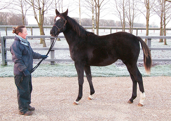  - Dansili ex Generous Diana colt foal - December 2007 - 2