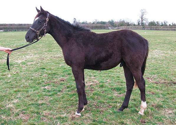  - Dansili ex Generous Diana colt foal - April 2008