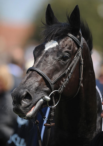  - Dandino at Newmarket - 30 April 2011