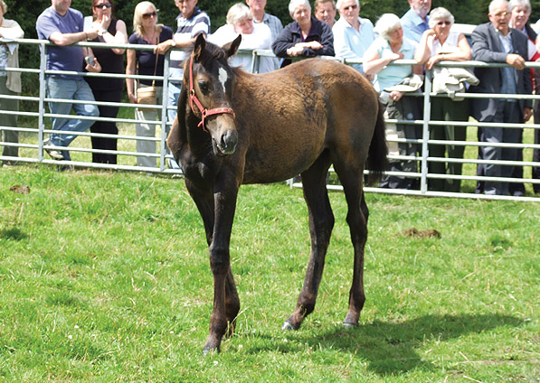  - Doyen ex Generous Diana filly - August 2008