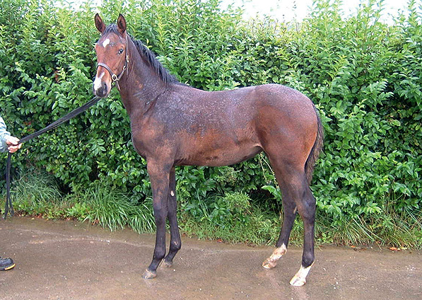  - Doyen ex Generous Diana filly - September 2008 - 1