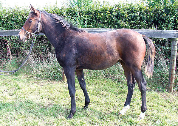  - Doyen ex Generous Diana filly - September 2008 - 2