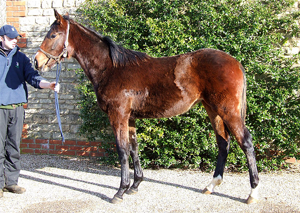  - Doyen ex Generous Diana filly - February 2009