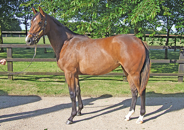  - Doyen ex Generous Diana filly - July 2009