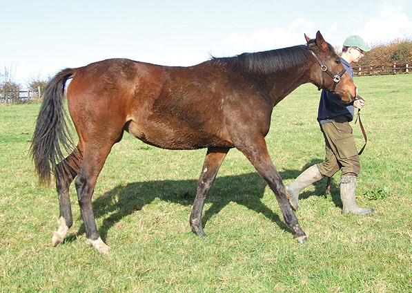  - Doyen ex Generous Diana filly - November 2009