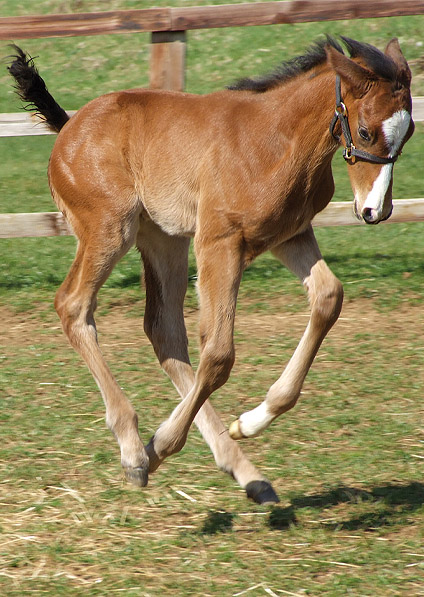  - Duke Of Marmalade ex China Tea colt - March 2012