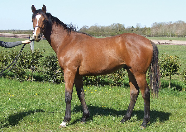  - Duke Of Marmalade ex China Tea colt - May 2013