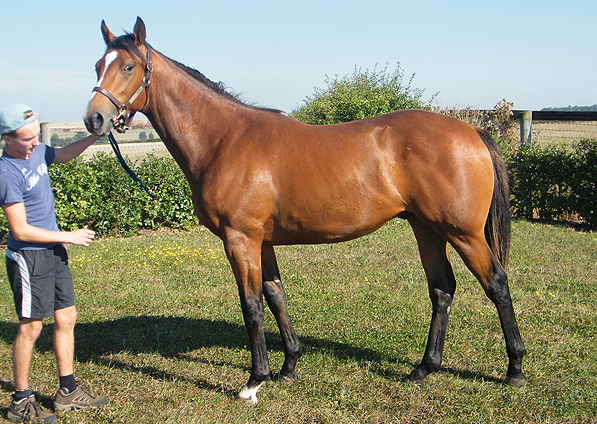  - Duke Of Marmalade ex China Tea colt - September 2013