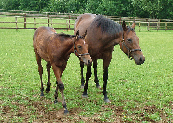  - Ffestiniog and her Royal Applause foal (Harlech Castle) - June 2005