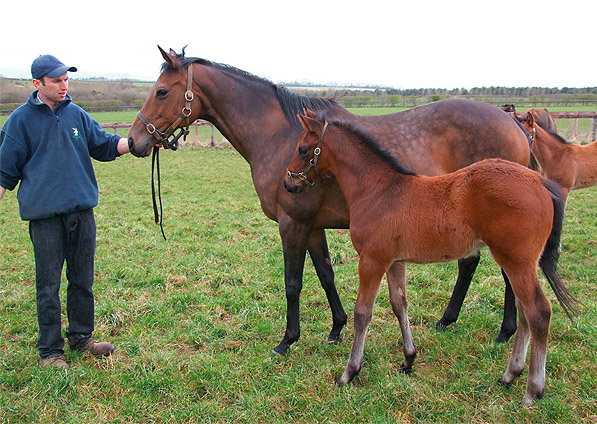  - Ffestiniog and her Shamardal foal (Llewellyn) - April 2008 - 1