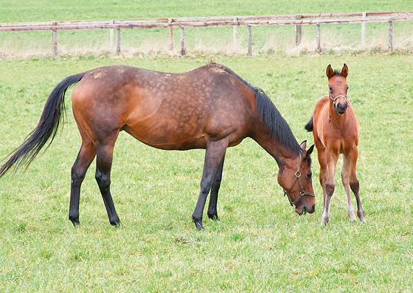  - Ffestiniog and her Shamardal foal (Llewellyn) - April 2008 - 2