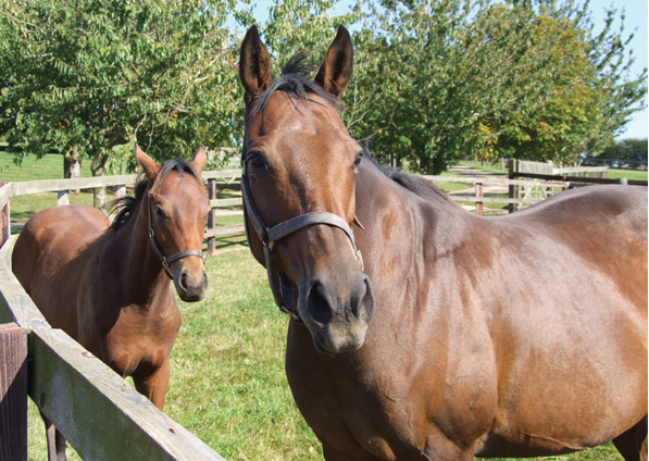  - Ffestiniog and her Green Desert foal (Daffyd) - September 2009