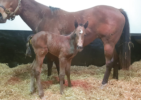  - Mayson filly ex Roubles - 27 January 2020