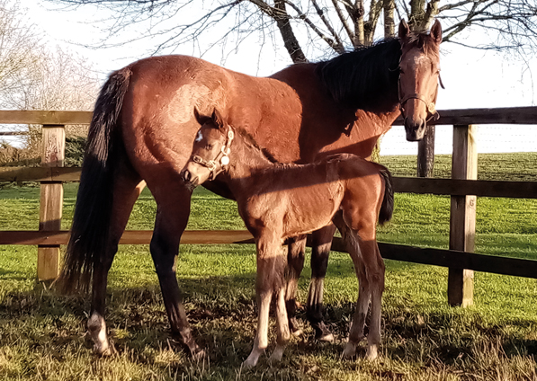  - Mayson filly ex Roubles - 27 January 2020