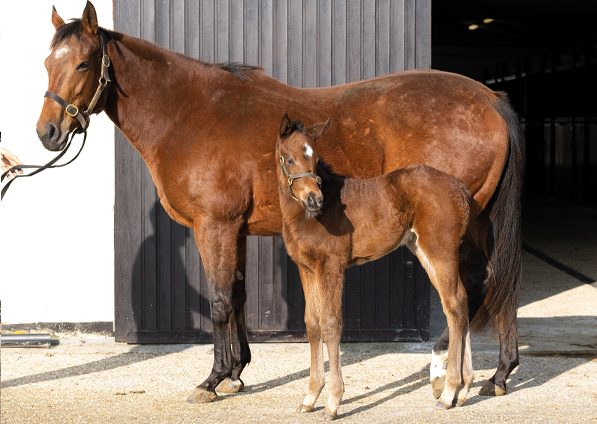  - Mayson filly ex Roubles - 7 February 2020