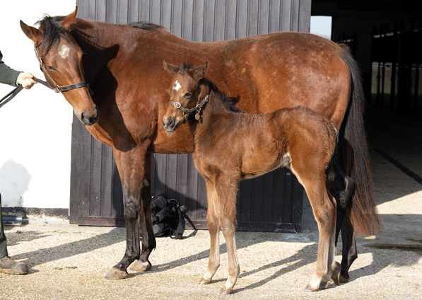  - Mayson filly ex Roubles - 7 February 2020