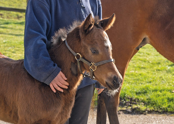  - Mayson filly ex Roubles - 7 February 2020