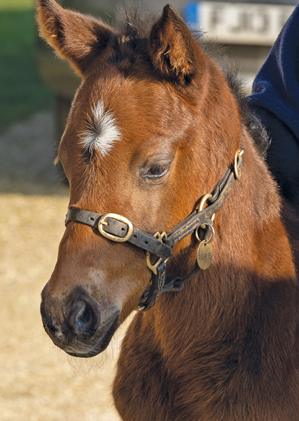  - Mayson filly ex Roubles - 7 February 2020