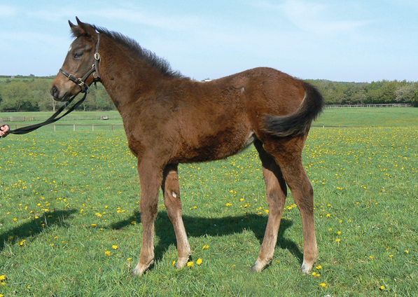  - Mayson filly ex Roubles - 23 April 2020