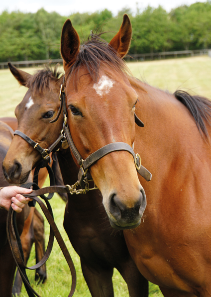  - Mayson filly ex Roubles - 4 June 2020