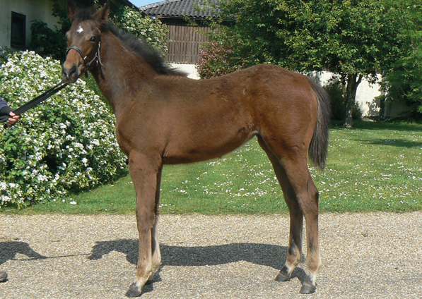  - Mayson filly ex Roubles - 20 May 2020