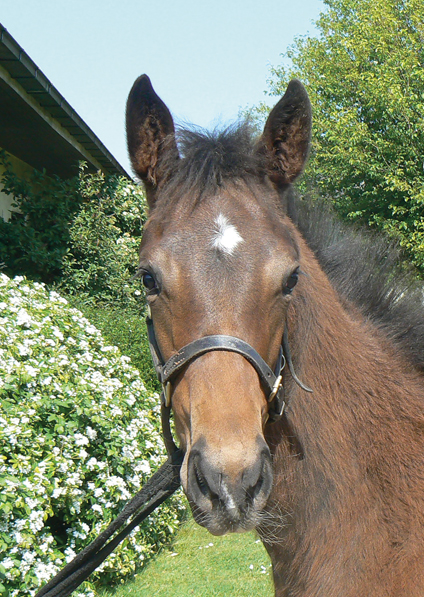  - Mayson filly ex Roubles - 20 May 2020