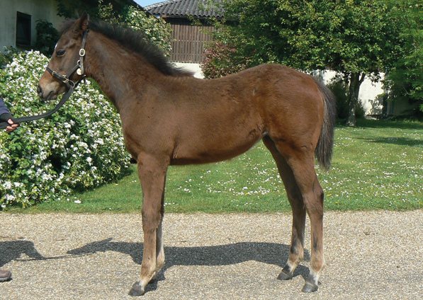  - Mayson filly ex Roubles - 20 May 2020