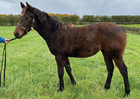  - Mayson filly ex Roubles - 9 October 2020