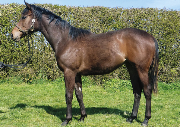  - Mayson filly ex Roubles - 13 April 2021