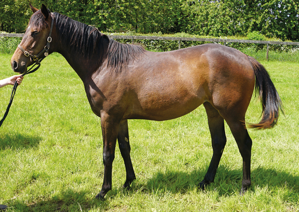  - Mayson filly ex Roubles - 27 May 2021