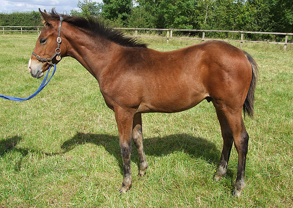  - Rock Of Gibraltar ex Baralinka colt - August 2012