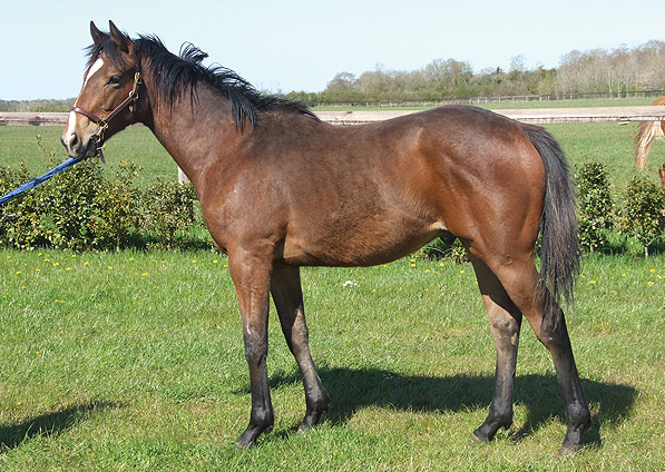  - Rock Of Gibraltar ex Baralinka colt - May 2013