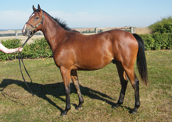  - Rock Of Gibraltar ex Baralinka colt - September 2013